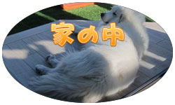 犬と遊べるお庭