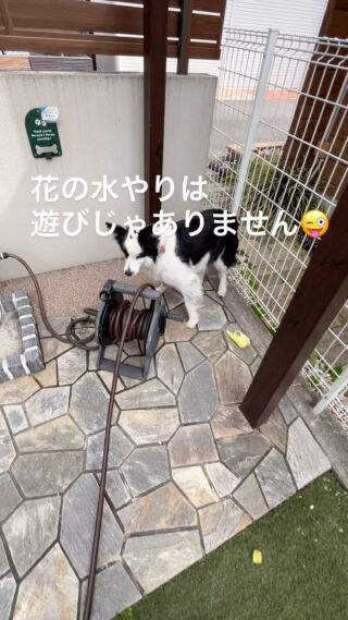 愛犬と遊べる素敵なお庭の作品 | 外構エクステリアで受賞多数。小牧春日井､江南一宮の堀央創建サンパティオ