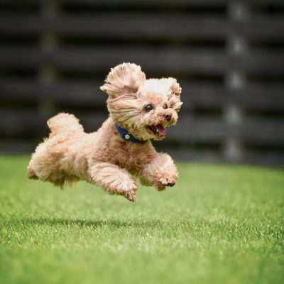 ドックラン・犬の庭