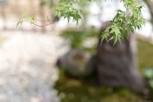 茶庭　にじりぐち