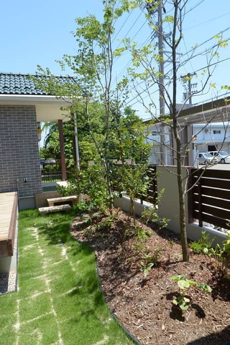 ヤマボウシ アオダモ シマトネリコ フェイジョア
