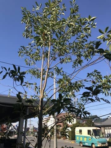 雑木