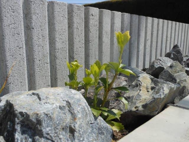 DSCN8774