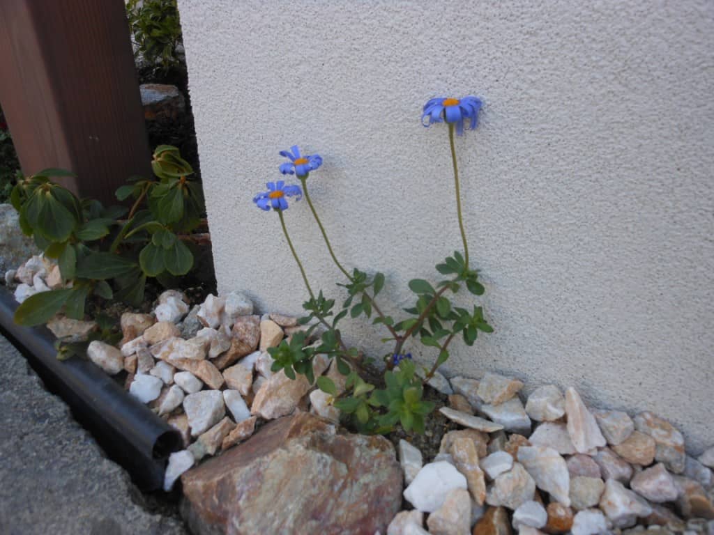 DSCN3534